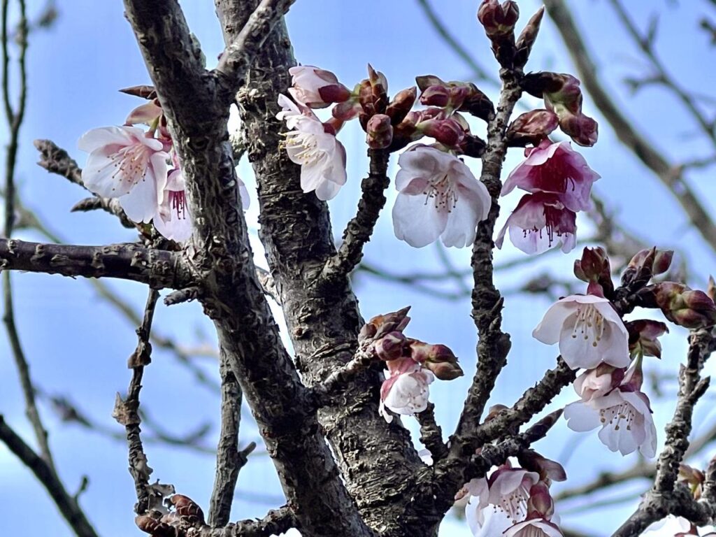 2022年生目神社の桜