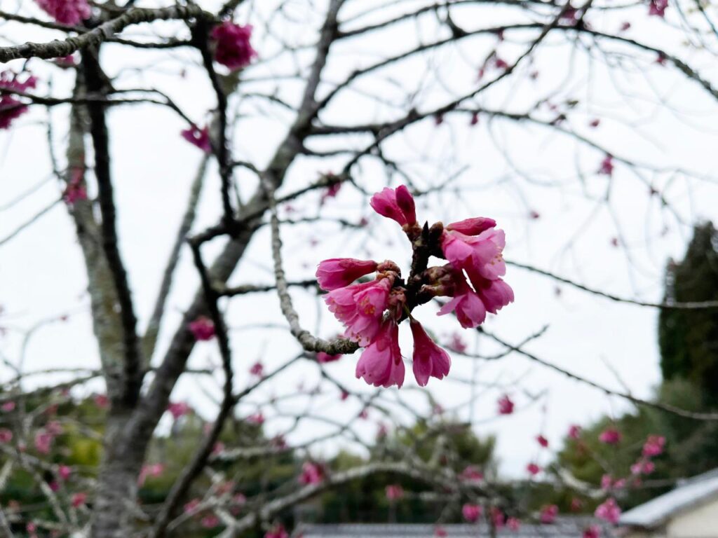 生目神社桜