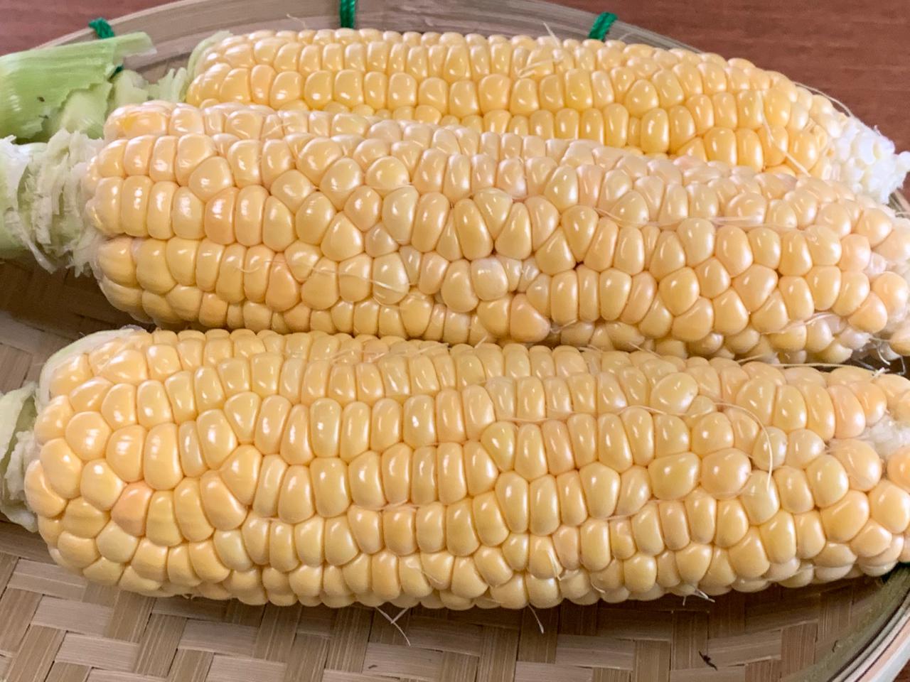 宮崎のとうもろこし『ゴールドラッシュ』がフルーツみたいに甘かった！ ほんみや