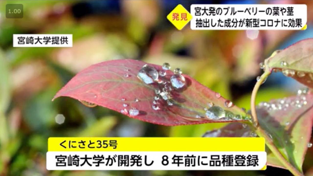 宮崎産ブルーベリーで新型コロナウイルスを無害化 ほんみや 宮崎産ブルーベリーで新型コロナウイルスを無害化 ほんみや