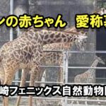 宮崎のフェニックス自然動物園キリンの赤ちゃん愛称募集します！