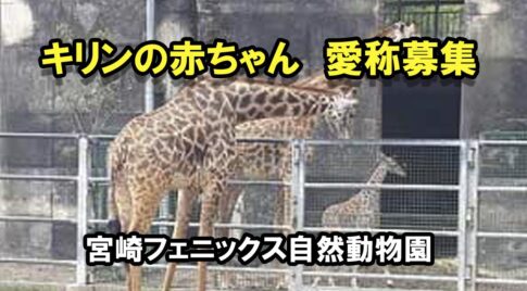 宮崎のフェニックス自然動物園キリンの赤ちゃん愛称募集します！