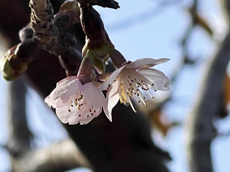宮崎生目神社の桜