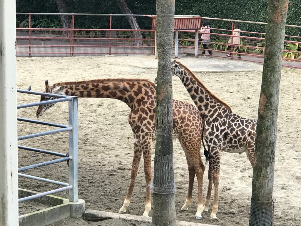 5月5日『宮崎フェニックス自然動物園』入場無料