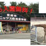 5月5日『宮崎フェニックス自然動物園』入場無料