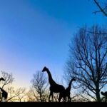 宮崎フェニックス自然動物園「トワイライト営業」夕暮れの動物たちを観察しよう！