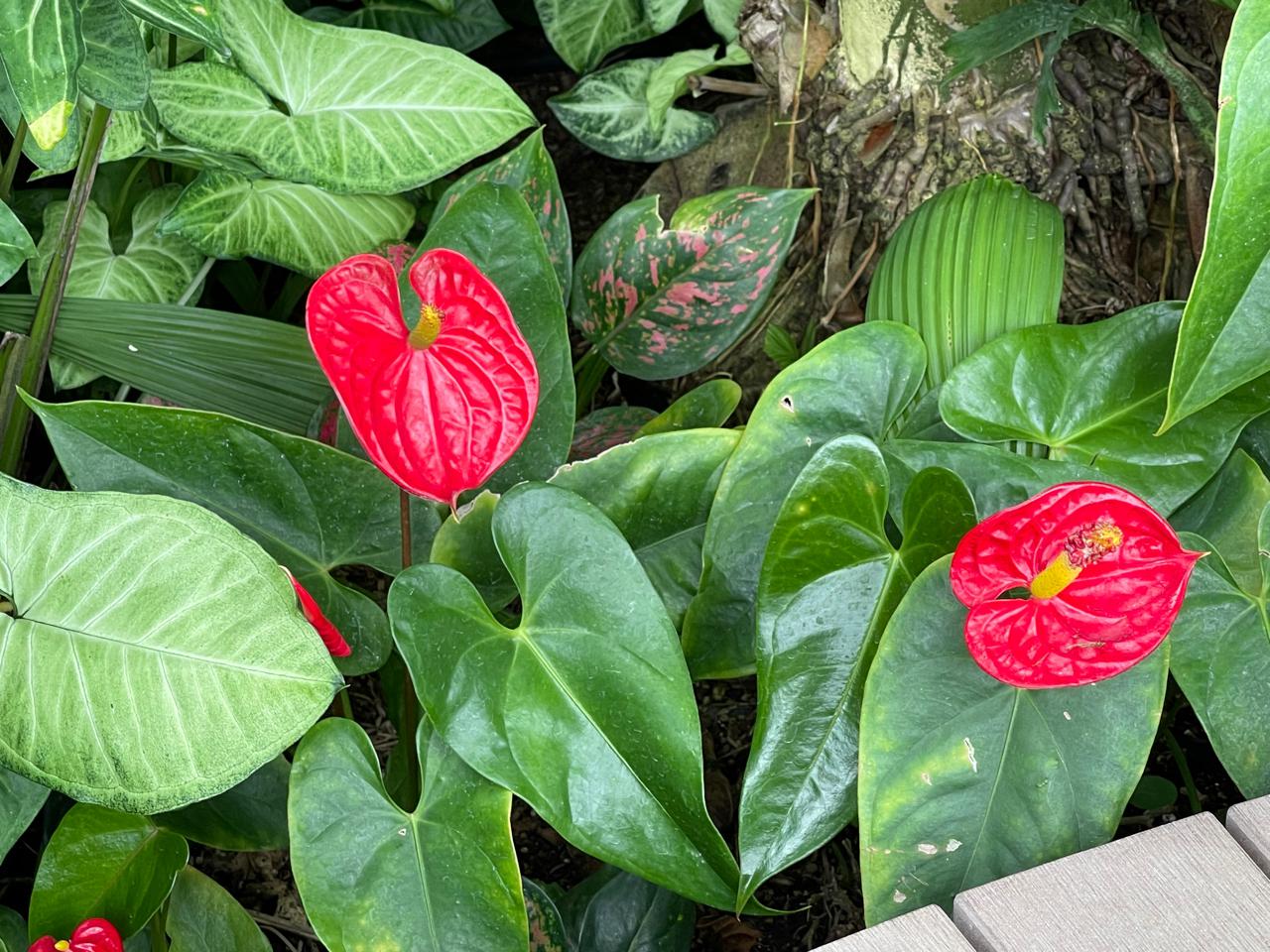 【宮崎スポット】宮崎県立亜熱帯植物園はこんなところ！