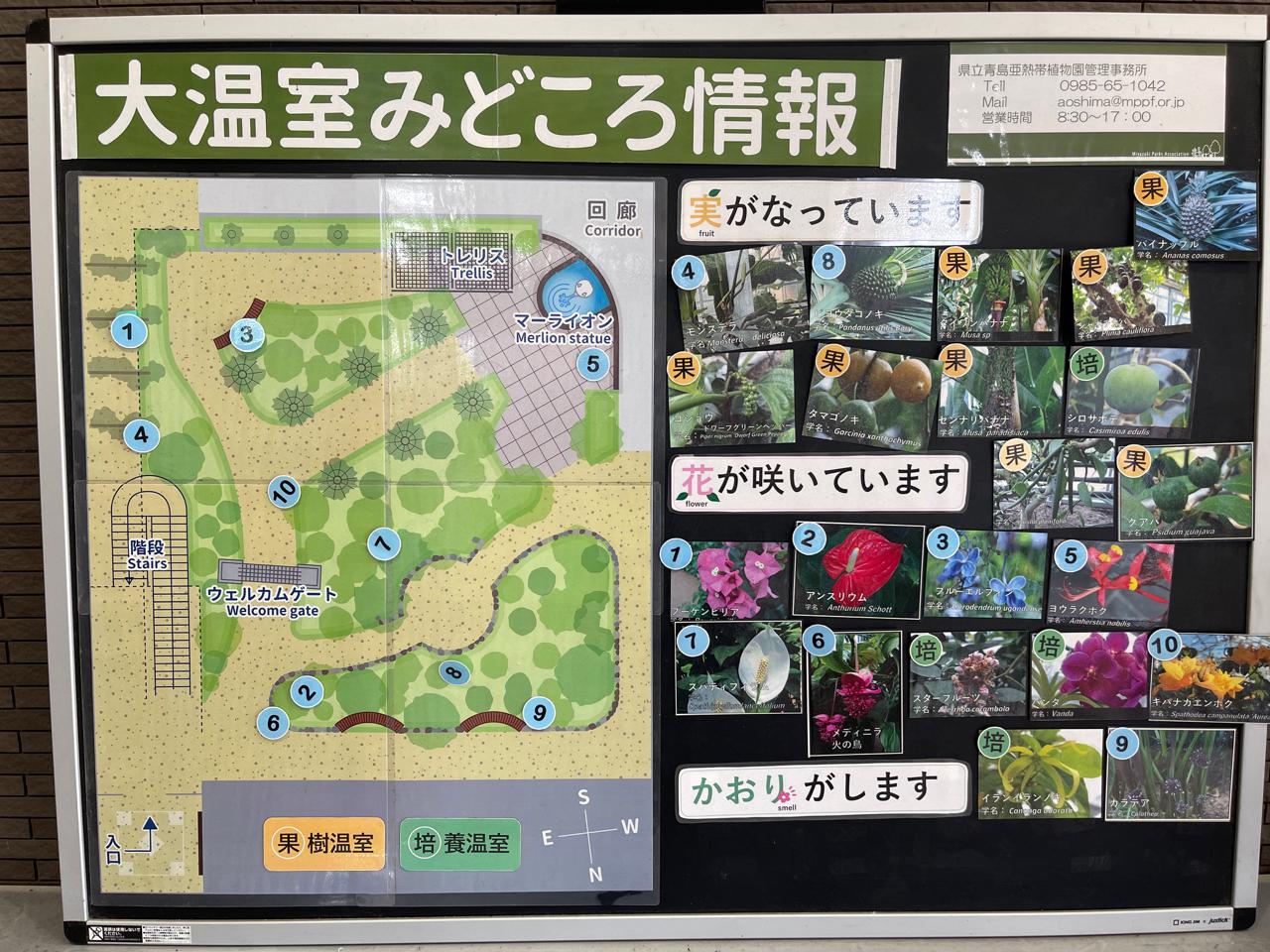 【宮崎スポット】宮崎県立亜熱帯植物園はこんなところ！