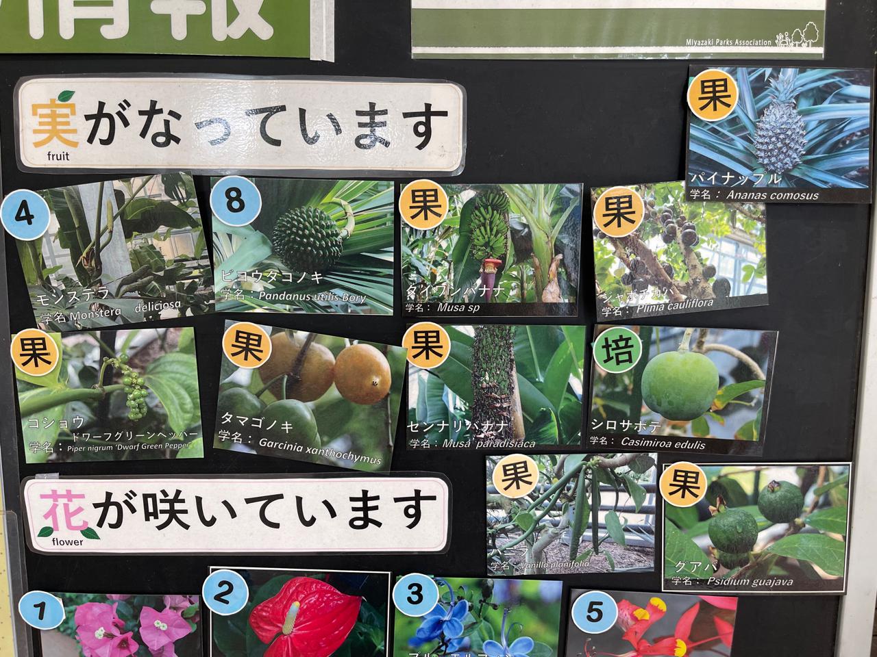 【宮崎スポット】宮崎県立亜熱帯植物園はこんなところ！