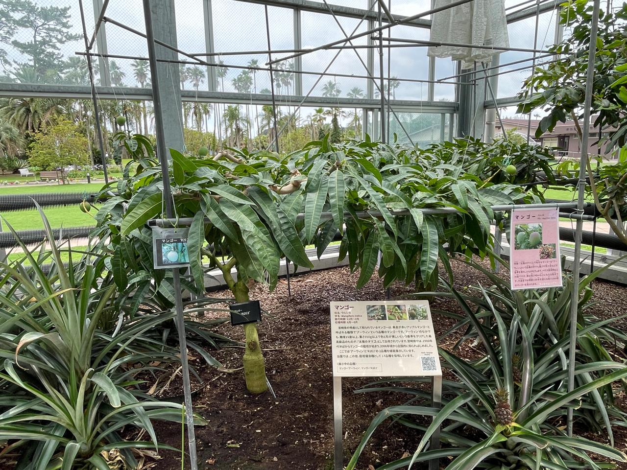 【宮崎スポット】宮崎県立亜熱帯植物園はこんなところ！