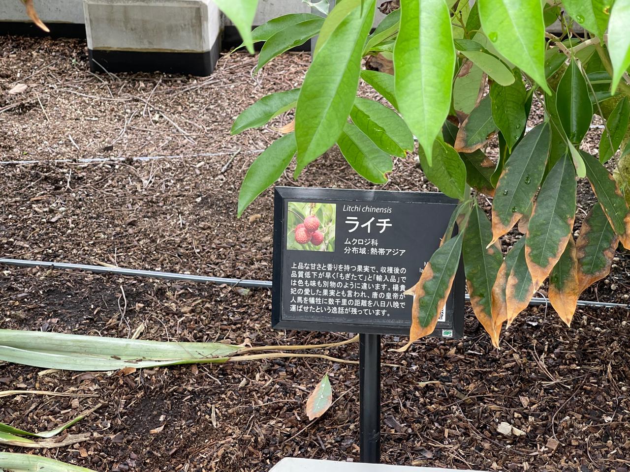 【宮崎スポット】宮崎県立亜熱帯植物園はこんなところ！