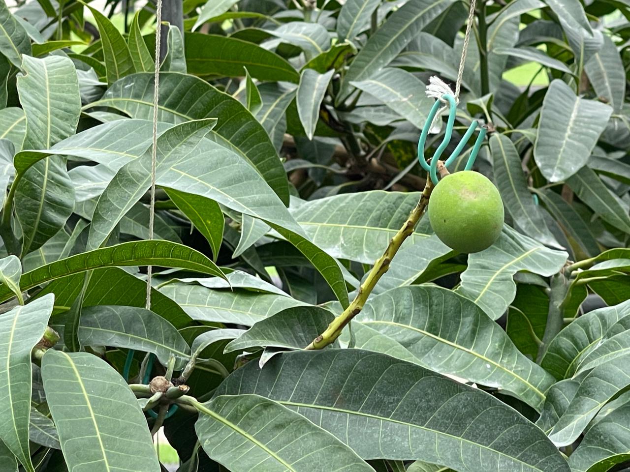 【宮崎スポット】宮崎県立亜熱帯植物園はこんなところ！