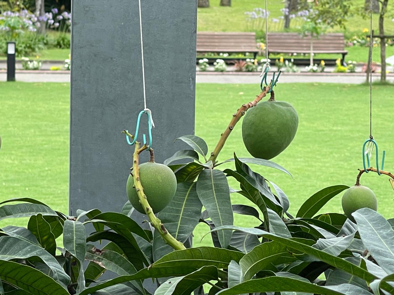 【宮崎スポット】宮崎県立亜熱帯植物園はこんなところ！