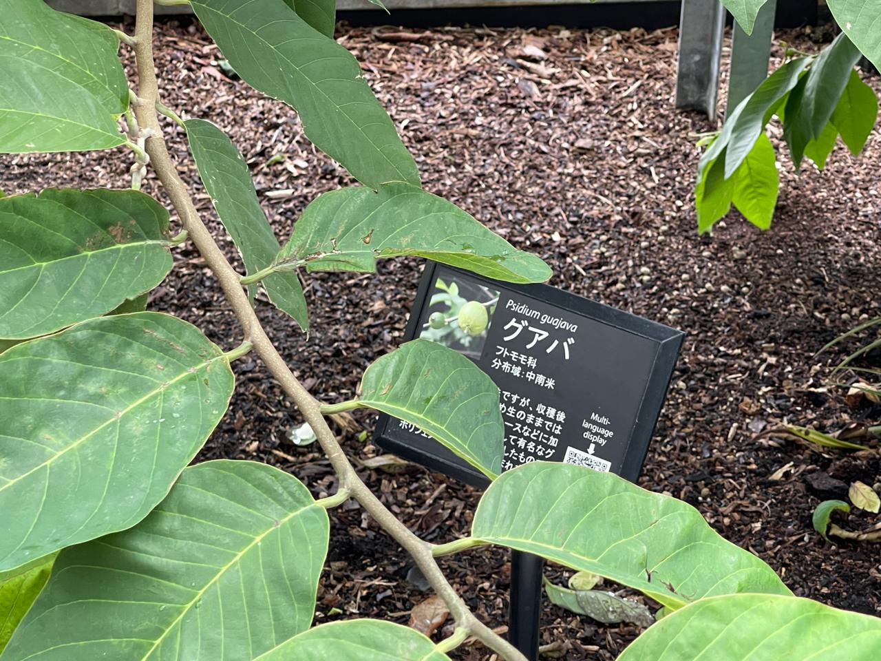 【宮崎スポット】宮崎県立亜熱帯植物園はこんなところ！