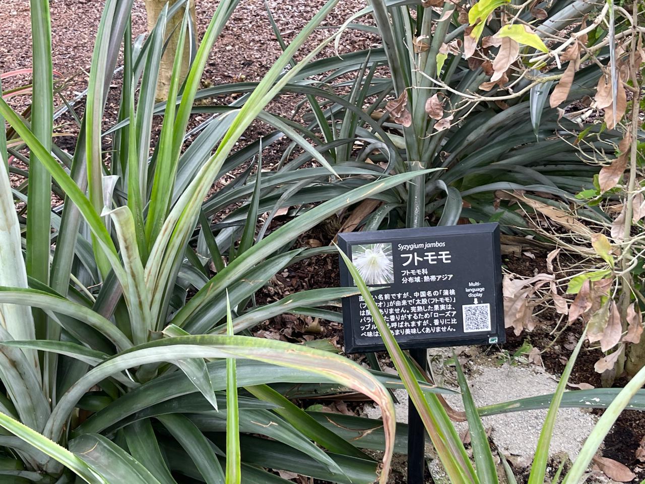 【宮崎スポット】宮崎県立亜熱帯植物園はこんなところ！