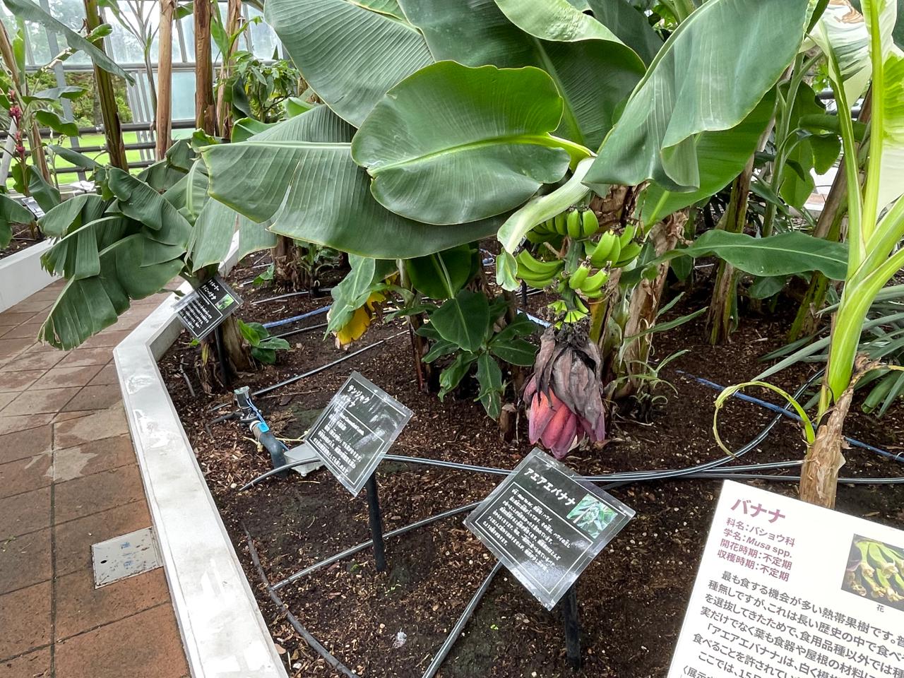 【宮崎スポット】宮崎県立亜熱帯植物園はこんなところ！