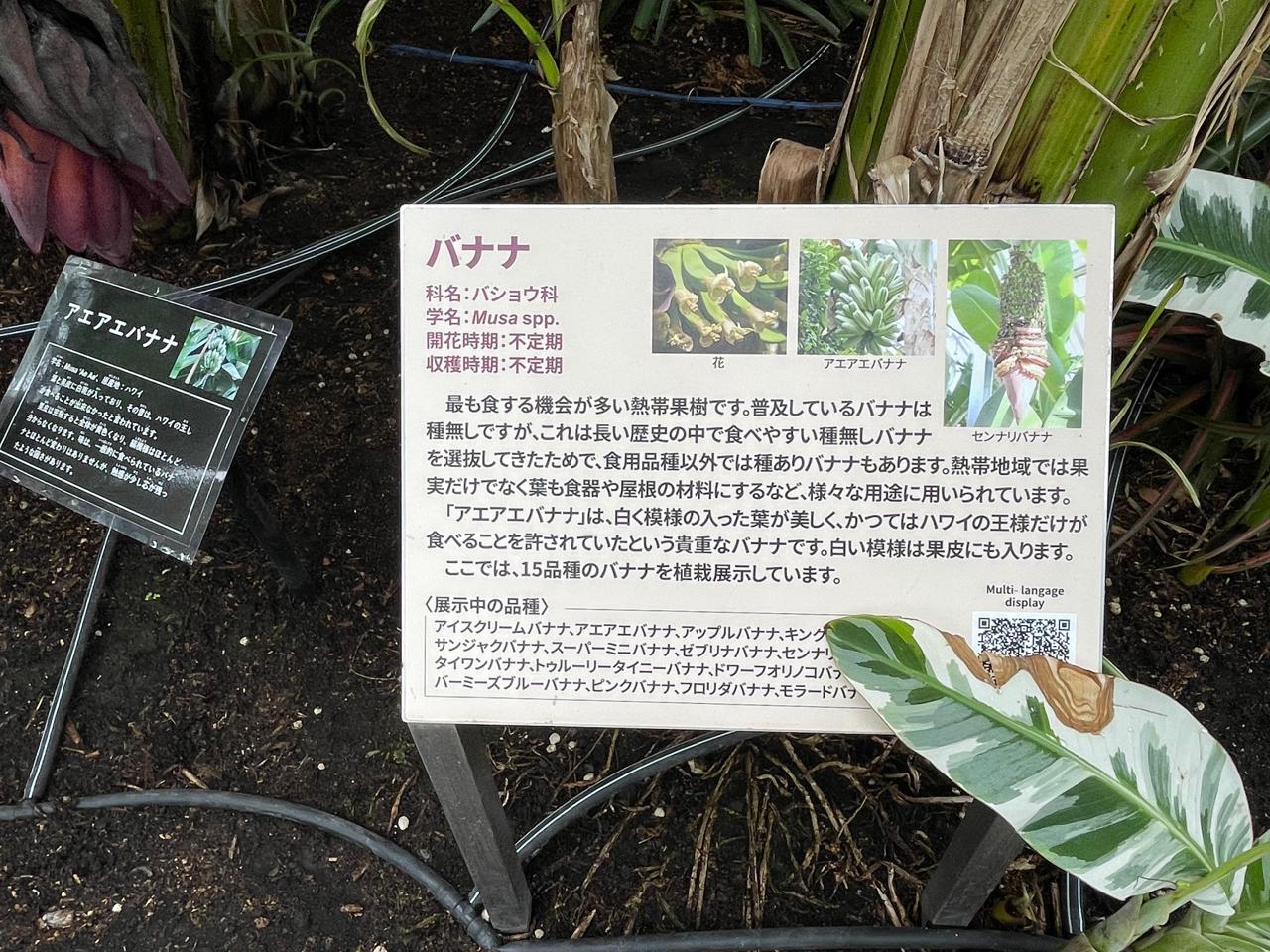 【宮崎スポット】宮崎県立亜熱帯植物園はこんなところ！