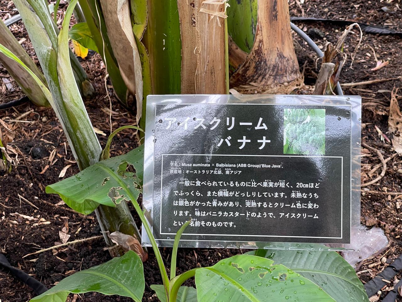 【宮崎スポット】宮崎県立亜熱帯植物園はこんなところ！