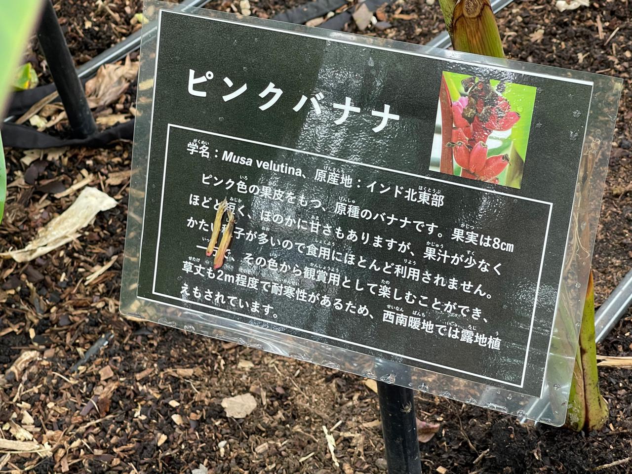 【宮崎スポット】宮崎県立亜熱帯植物園はこんなところ！