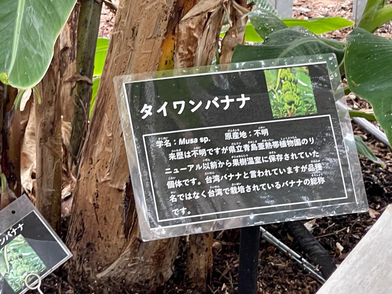 【宮崎スポット】宮崎県立亜熱帯植物園はこんなところ！