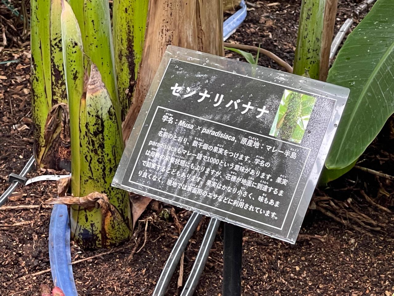 【宮崎スポット】宮崎県立亜熱帯植物園はこんなところ！