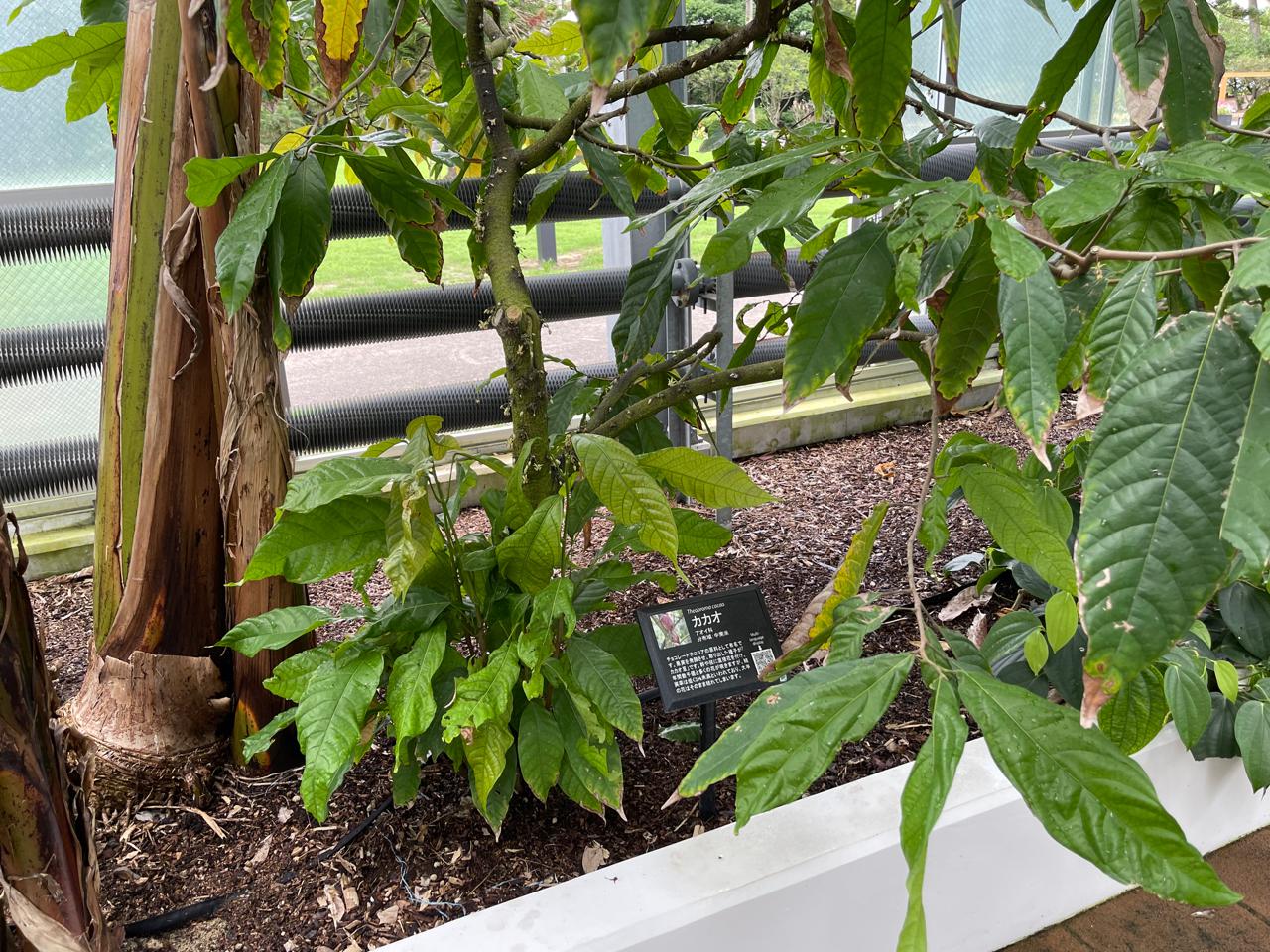 【宮崎スポット】宮崎県立亜熱帯植物園はこんなところ！