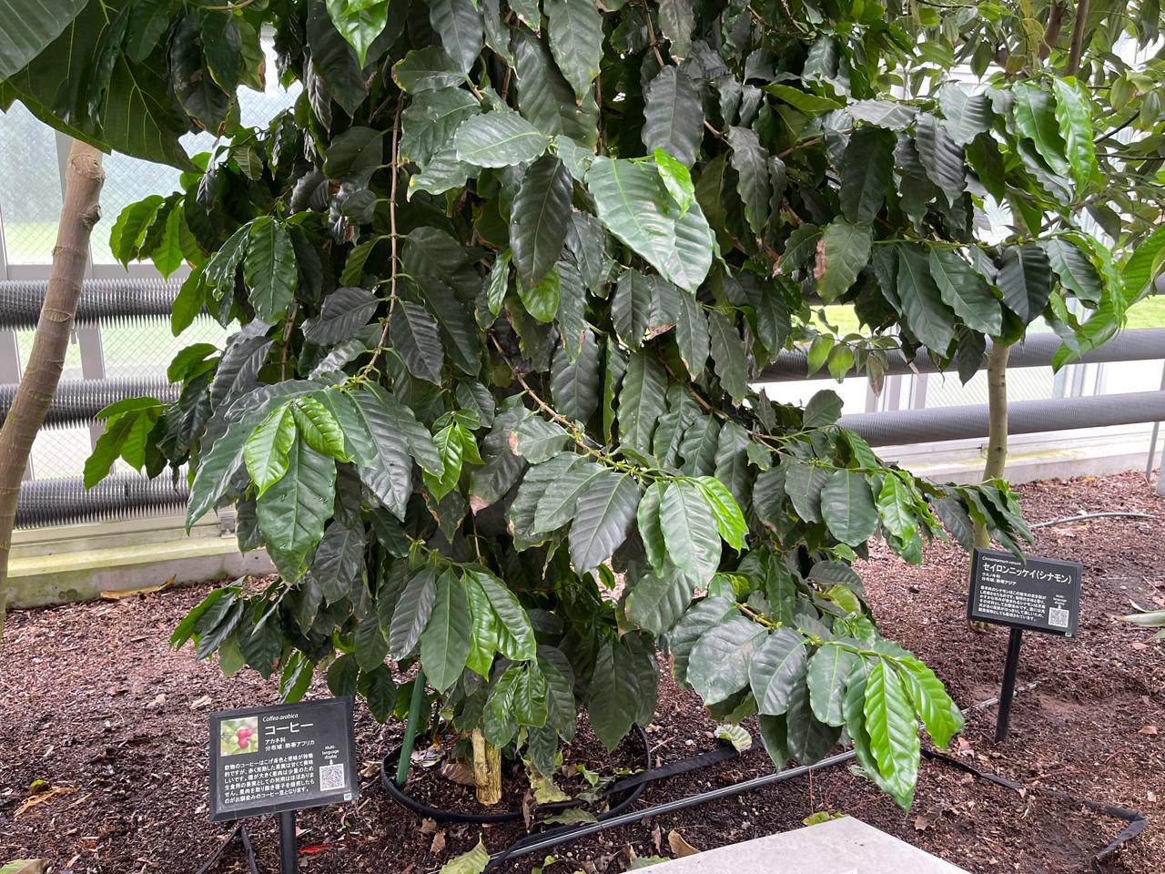 【宮崎スポット】宮崎県立亜熱帯植物園はこんなところ！