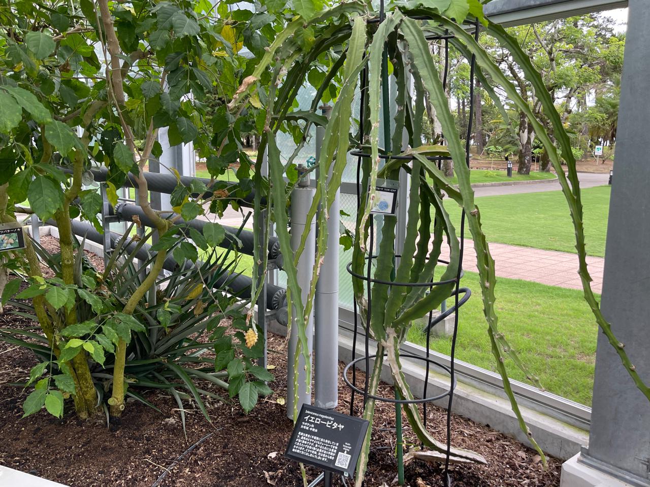 【宮崎スポット】宮崎県立亜熱帯植物園はこんなところ！