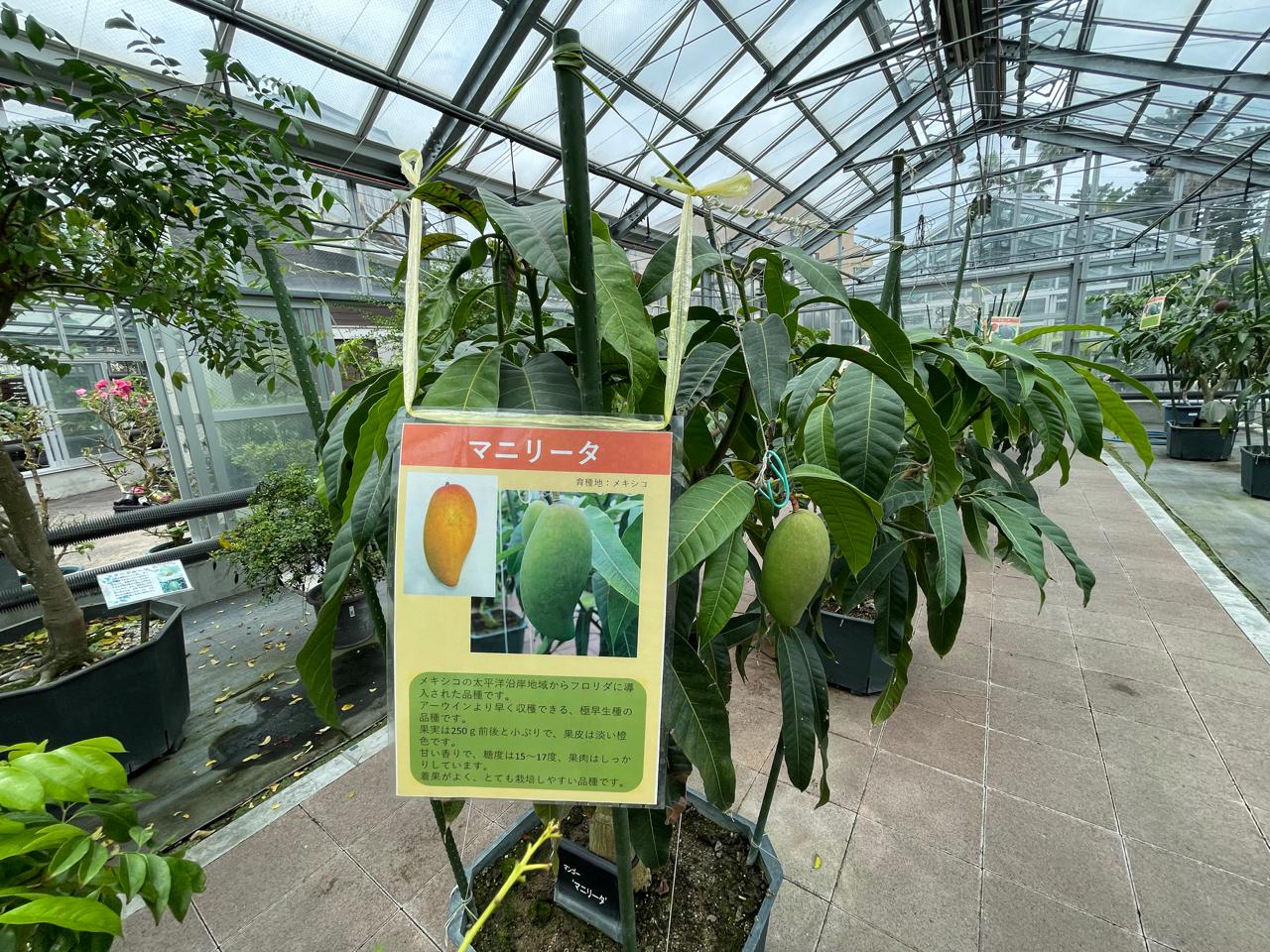 【宮崎スポット】宮崎県立亜熱帯植物園はこんなところ！