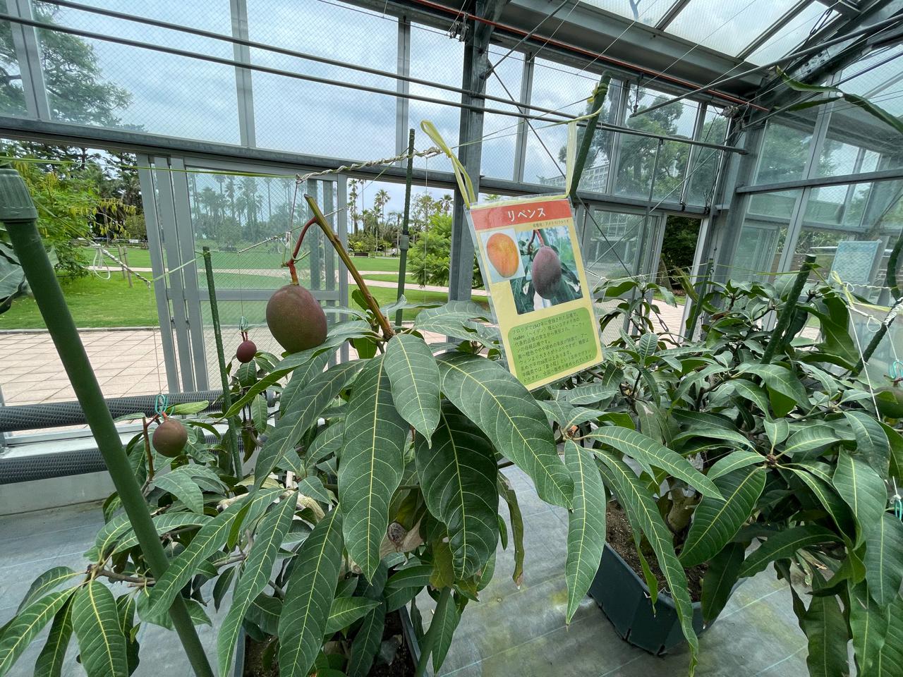 【宮崎スポット】宮崎県立亜熱帯植物園はこんなところ！