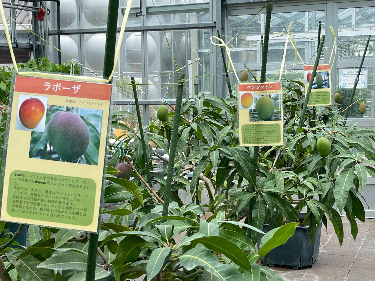 【宮崎スポット】宮崎県立亜熱帯植物園はこんなところ！