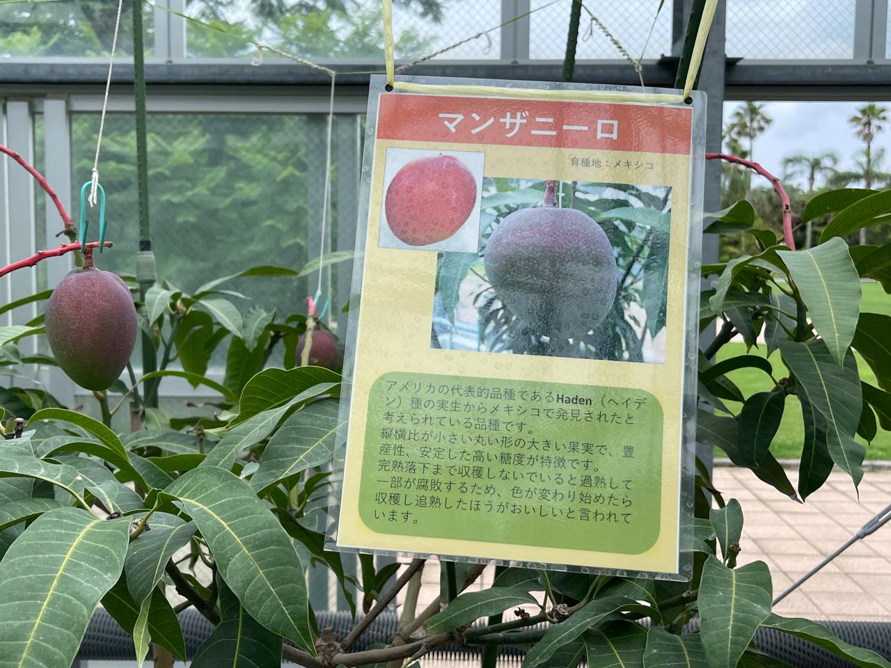 【宮崎スポット】宮崎県立亜熱帯植物園はこんなところ！