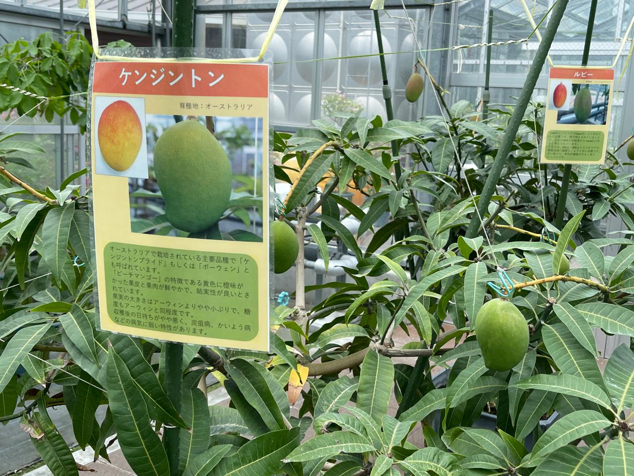 【宮崎スポット】宮崎県立亜熱帯植物園はこんなところ！