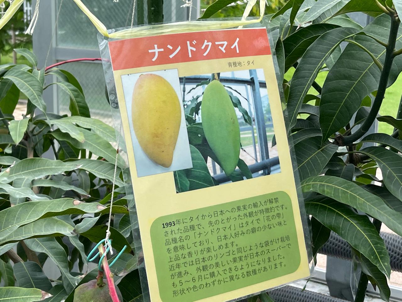 【宮崎スポット】宮崎県立亜熱帯植物園はこんなところ！