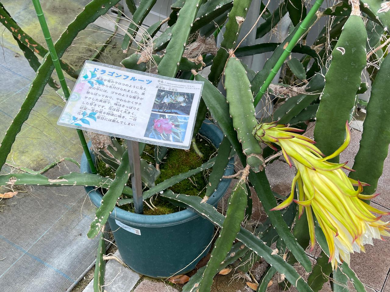 【宮崎スポット】宮崎県立亜熱帯植物園はこんなところ！