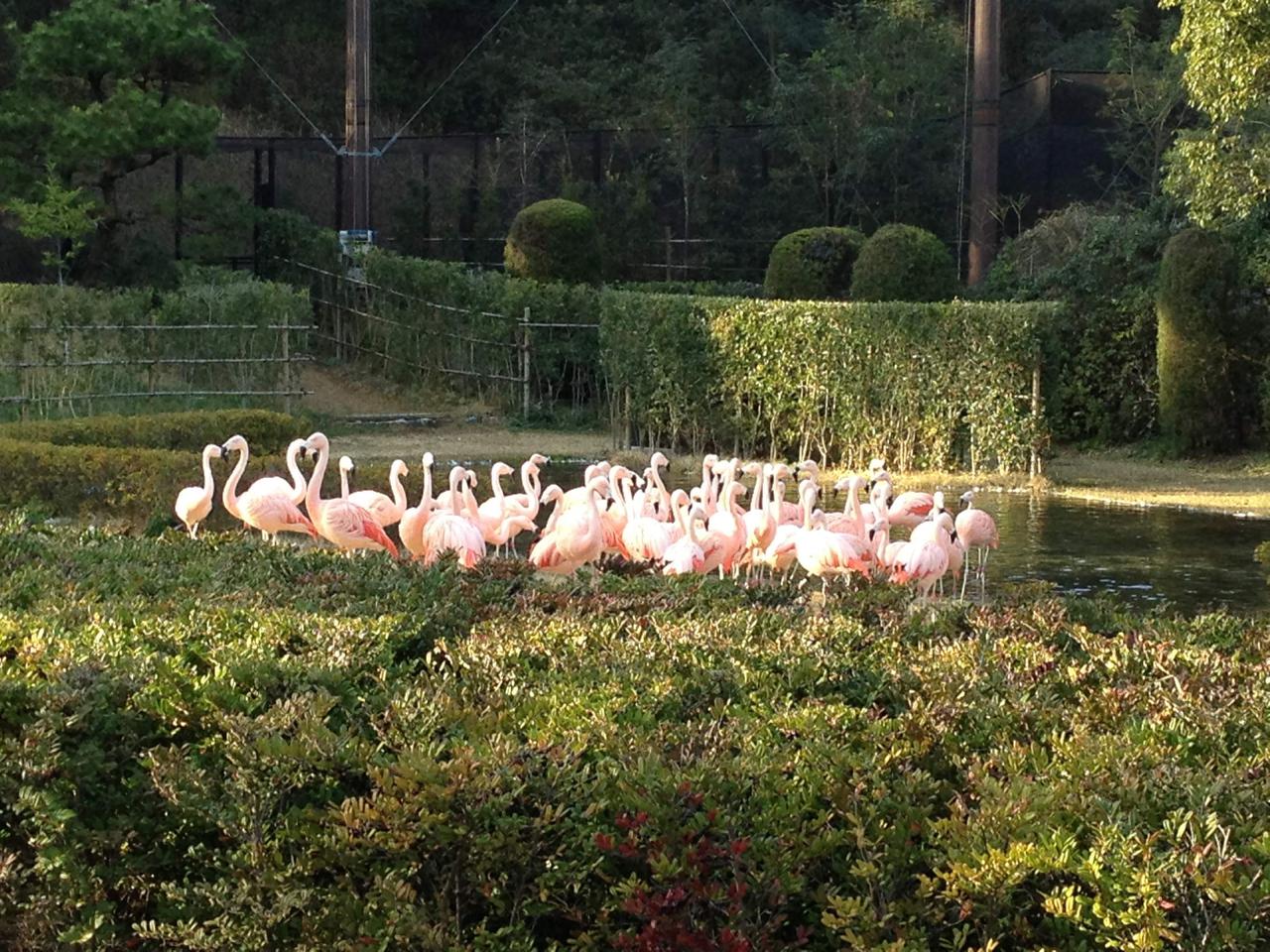 【宮崎県民感謝月間】宮崎フェニックス自然動物園が大人も子供も半額！