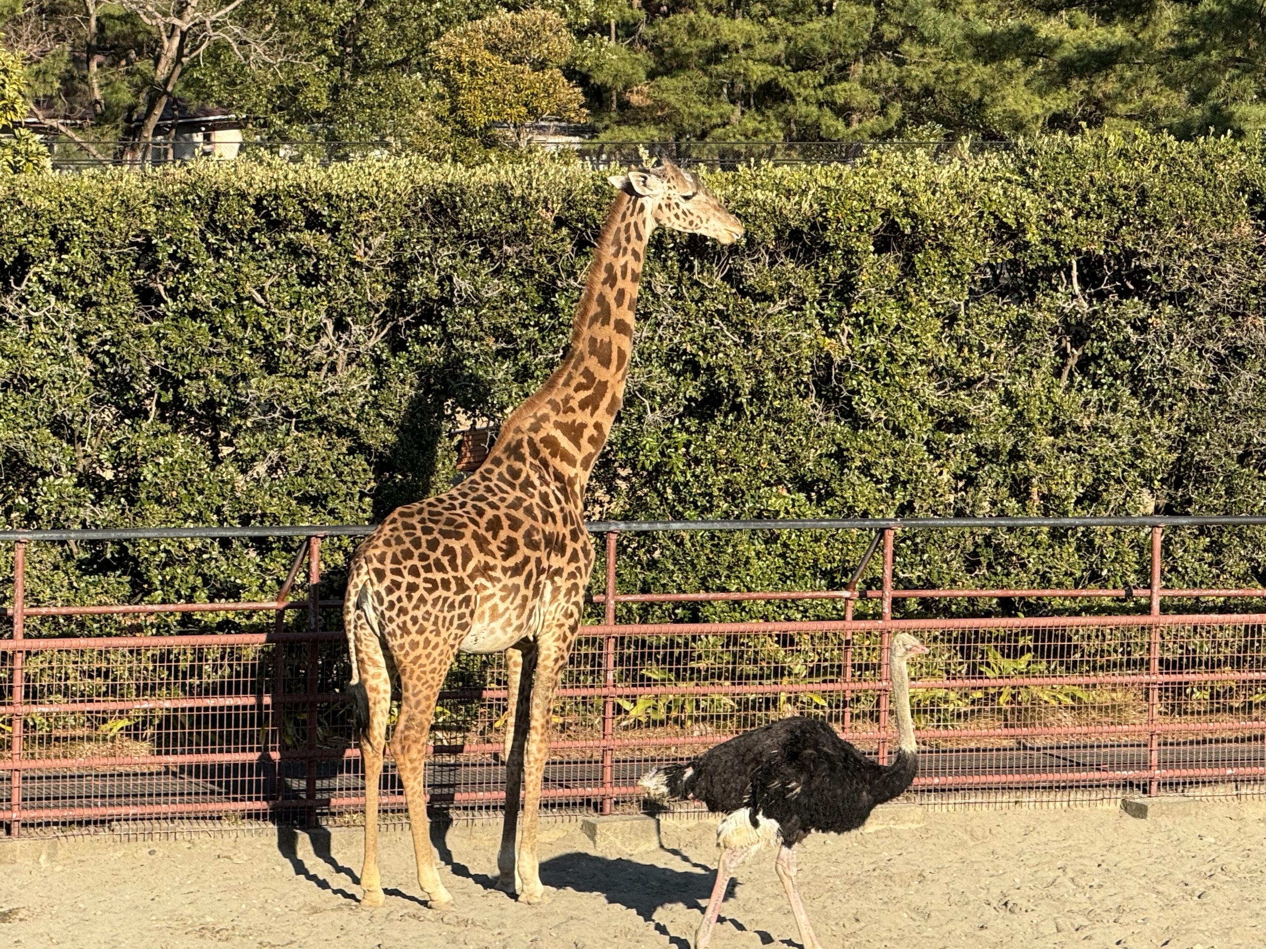 宮崎フェニックス自然動物園