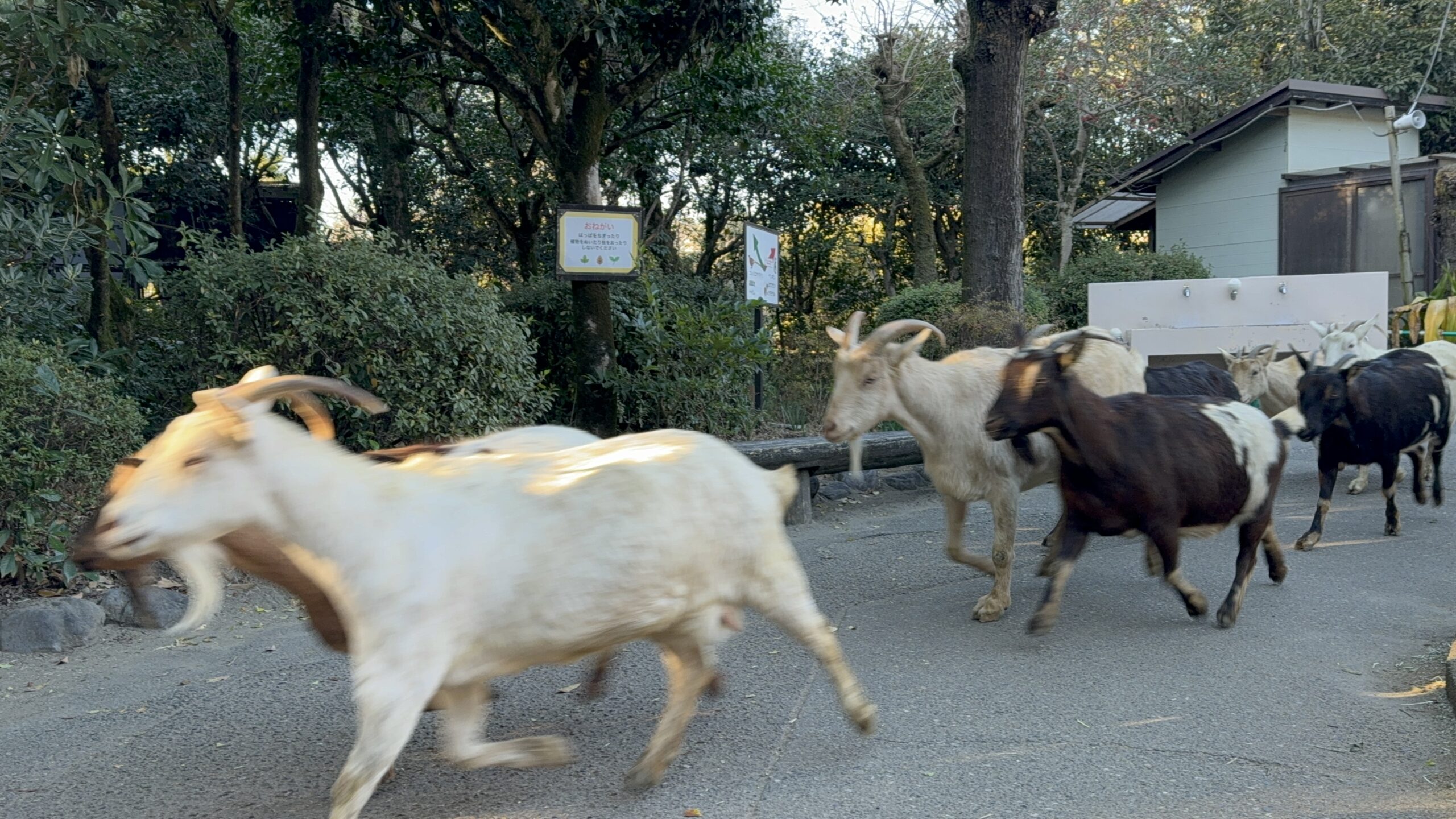 宮崎フェニックス自然動物園