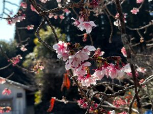 生目神社の桜2026年2月1日
