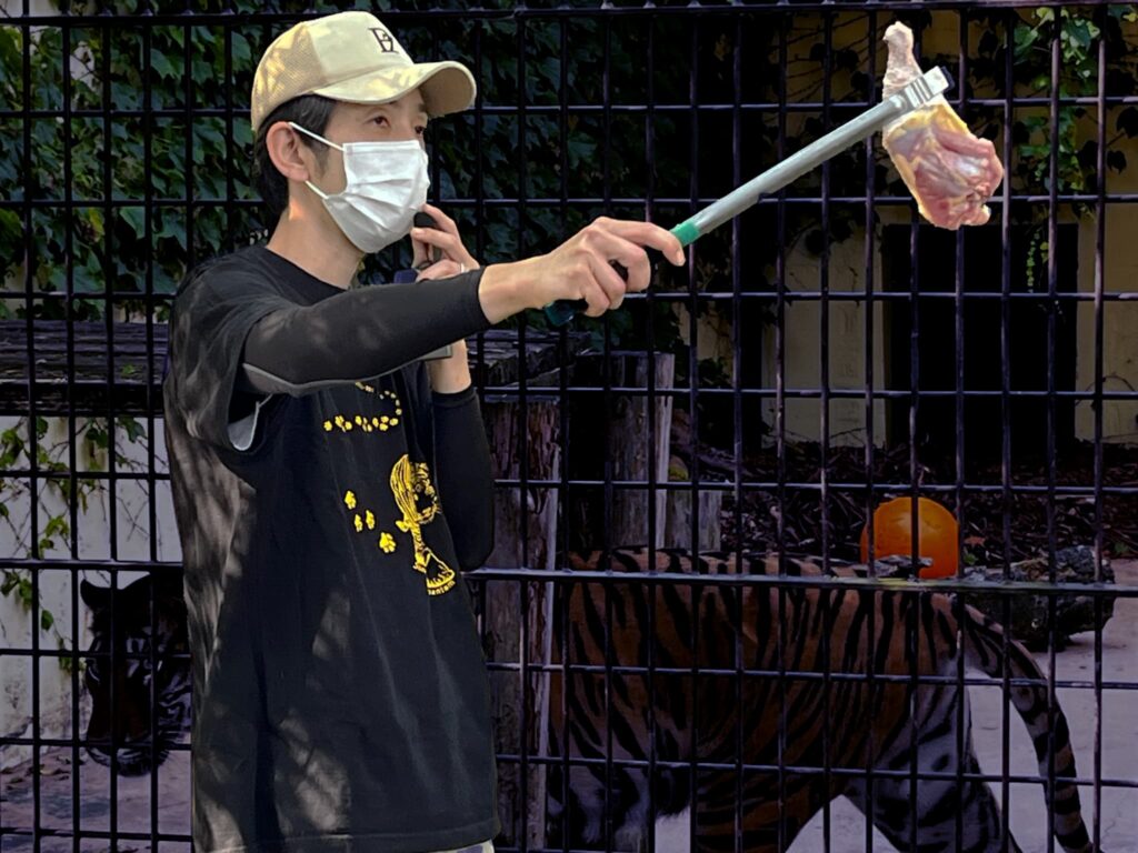 飼育員が長いトングでトラに肉を与える様子。奥には柵の中を歩くトラの姿も見え、緊張感と迫力が伝わる場面。
