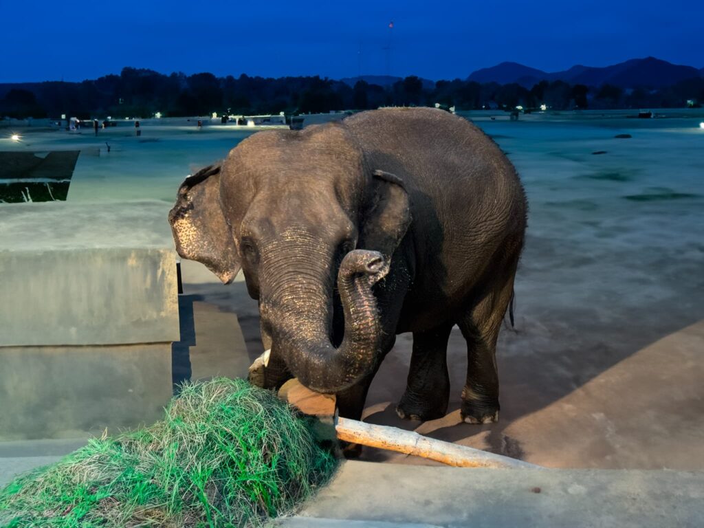 夜の動物園で草を食べるゾウ。ライトに照らされた肌の質感がリアルで、夕暮れの空を背景に静かな雰囲気が漂う。