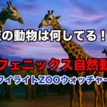 トワイライトZOOウォッチャーの告知用サムネイル。夕暮れの空の下、キリンとゾウのいる動物園に「夜の動物は何してる！？宮崎フェニックス自然動物園 トワイライトZOOウォッチャー」の文字入り。