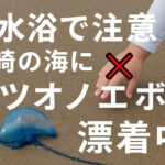 【2025年7月】宮崎の海にカツオノエボシ！海水浴で注意すべき“クラゲに似た危険生物”とは