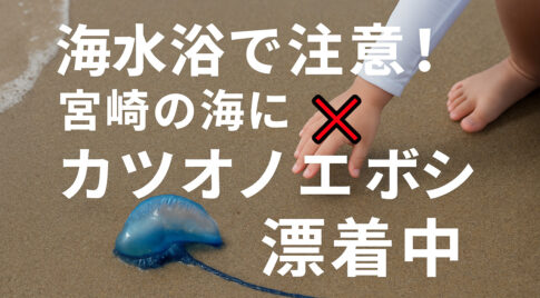 【2025年7月】宮崎の海にカツオノエボシ！海水浴で注意すべき“クラゲに似た危険生物”とは