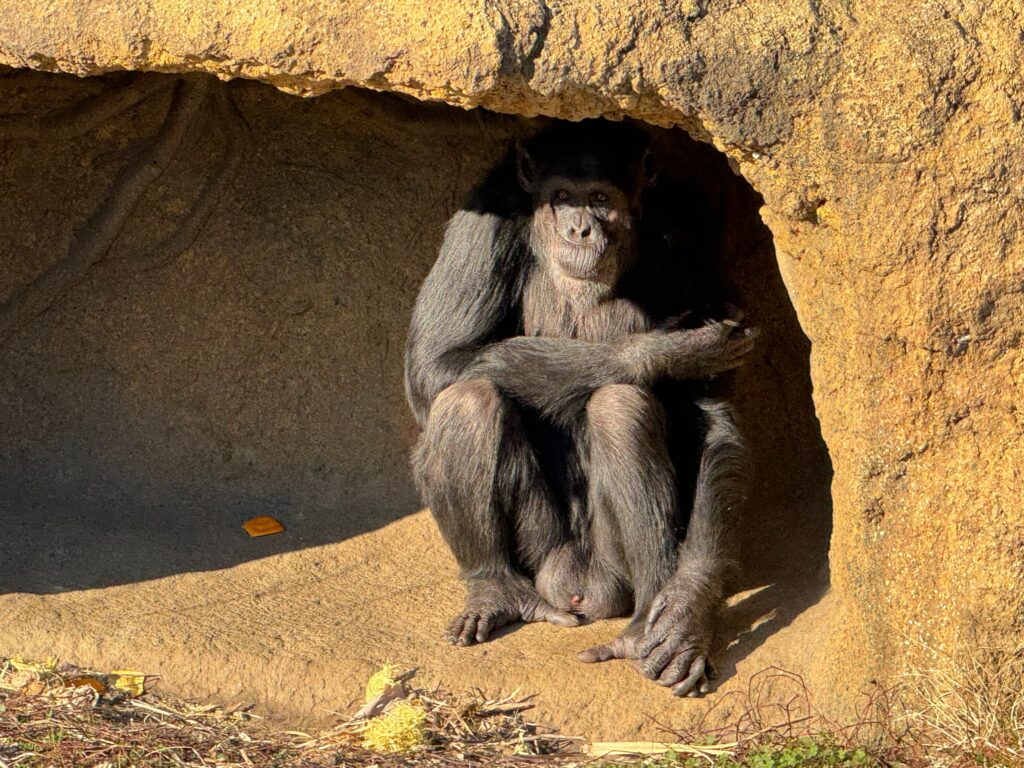 10月は「宮崎県民感謝月間」！宮崎市フェニックス自然動物園で入園料が半額に（2）