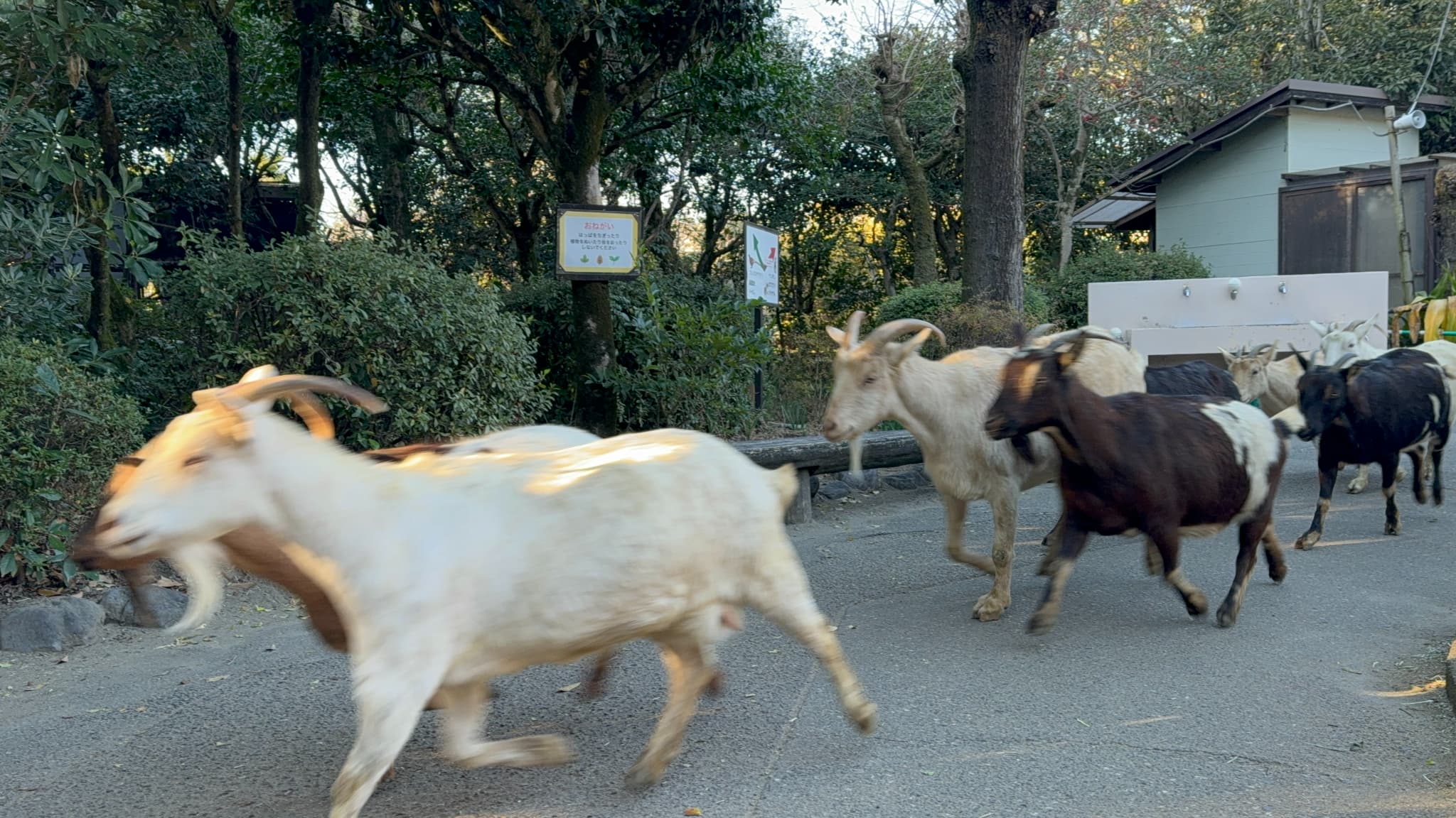 宮崎市フェニックス自然動物園