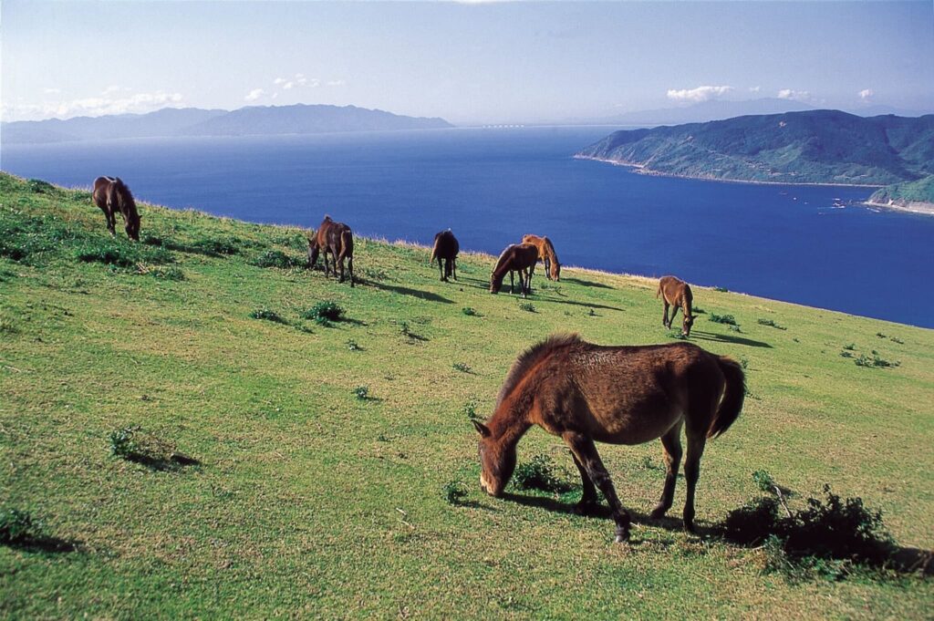 2026年元日実施決定！ソラシドエア「初日の出＆初詣フライト2026」画像8