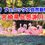 10月は「宮崎県民感謝月間」！宮崎市フェニックス自然動物園で入園料が半額にアイキャッチ