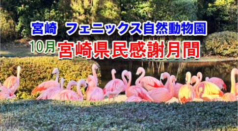 10月は「宮崎県民感謝月間」！宮崎市フェニックス自然動物園で入園料が半額にアイキャッチ