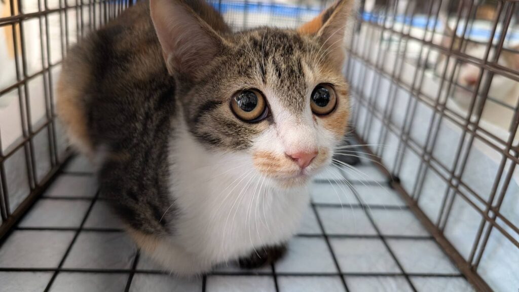 宮崎の山あいの町で終えた “命のバトン” ― どうぶつ基金病院 西臼杵、閉院へ画像4